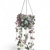 Ceropegia woodii variegata potted plant in nursery pot on white background.