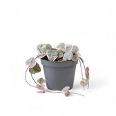 Ceropegia woodii variegata potted plant in nursery pot on white background.