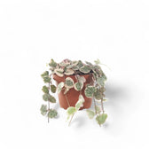 Ceropegia woodii variegata potted plant in nursery pot on white background.