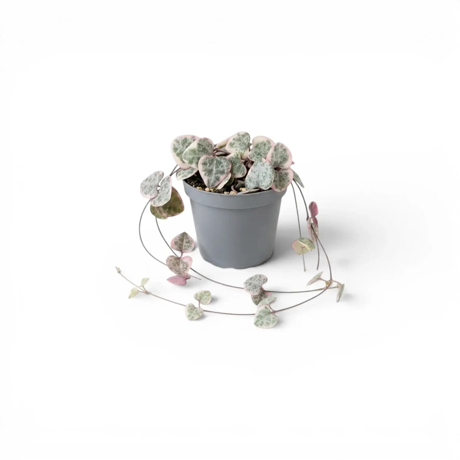 Ceropegia woodii, panaschierte Leuchterblume als Babypflanze im Kulturtopf.