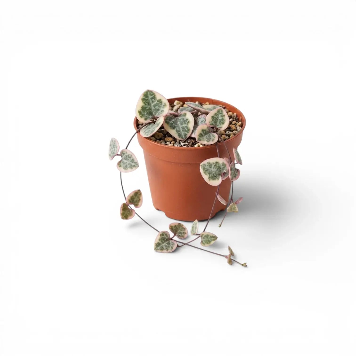 Ceropegia woodii, panaschierte Leuchterblume als Babypflanze im Kulturtopf.