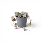 Ceropegia woodii, panaschierte Leuchterblume als Babypflanze im Kulturtopf.
