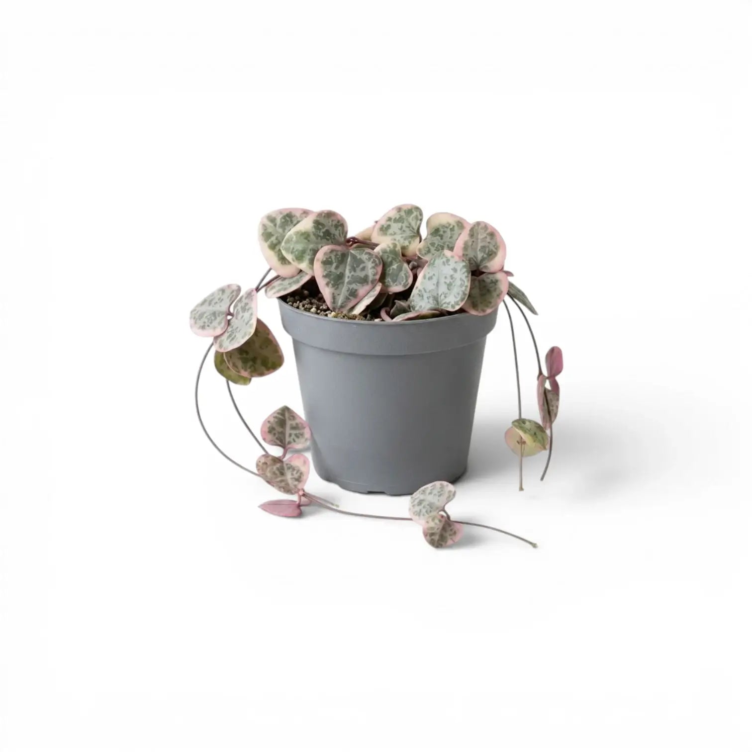 Ceropegia woodii, panaschierte Leuchterblume als Babypflanze im Kulturtopf.