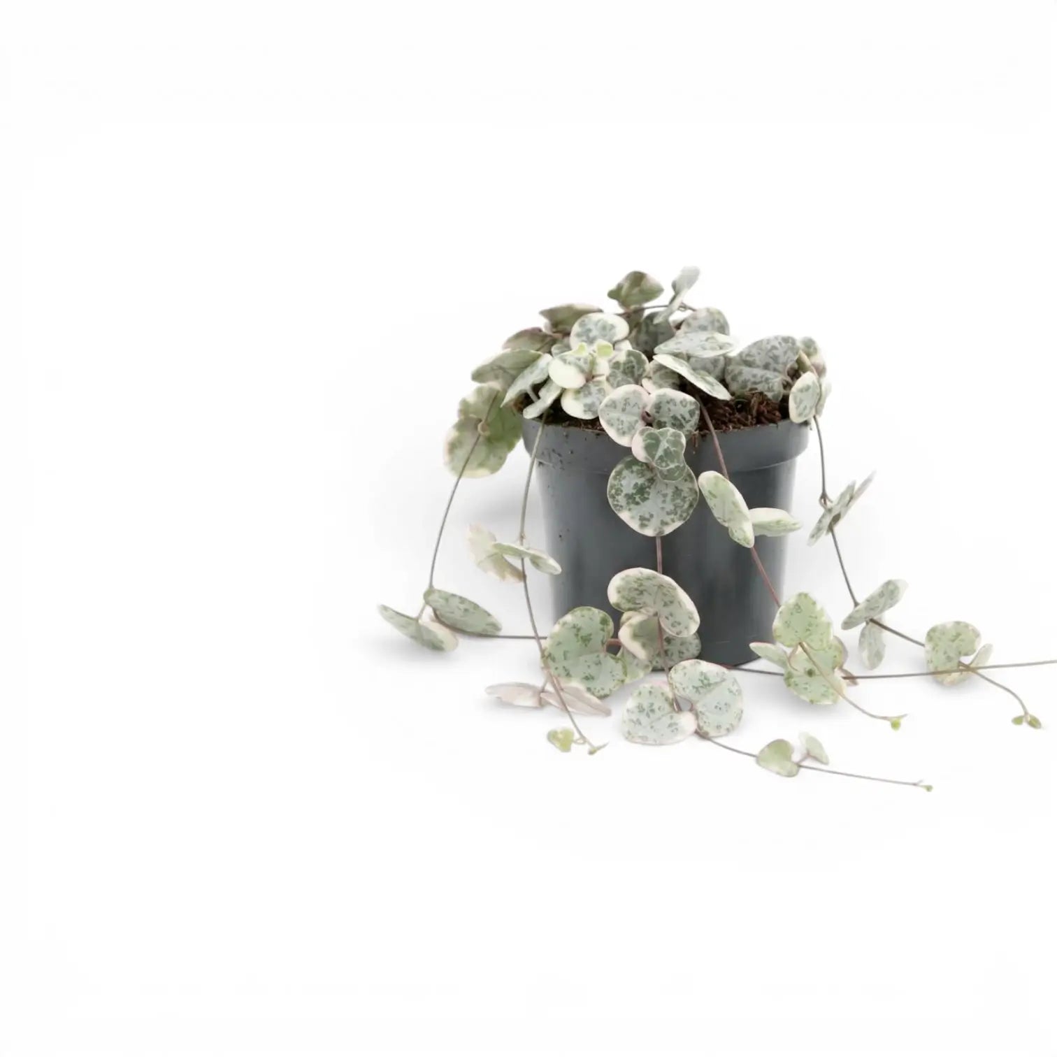 Ceropegia woodii, panaschierte Leuchterblume als Babypflanze im Kulturtopf.