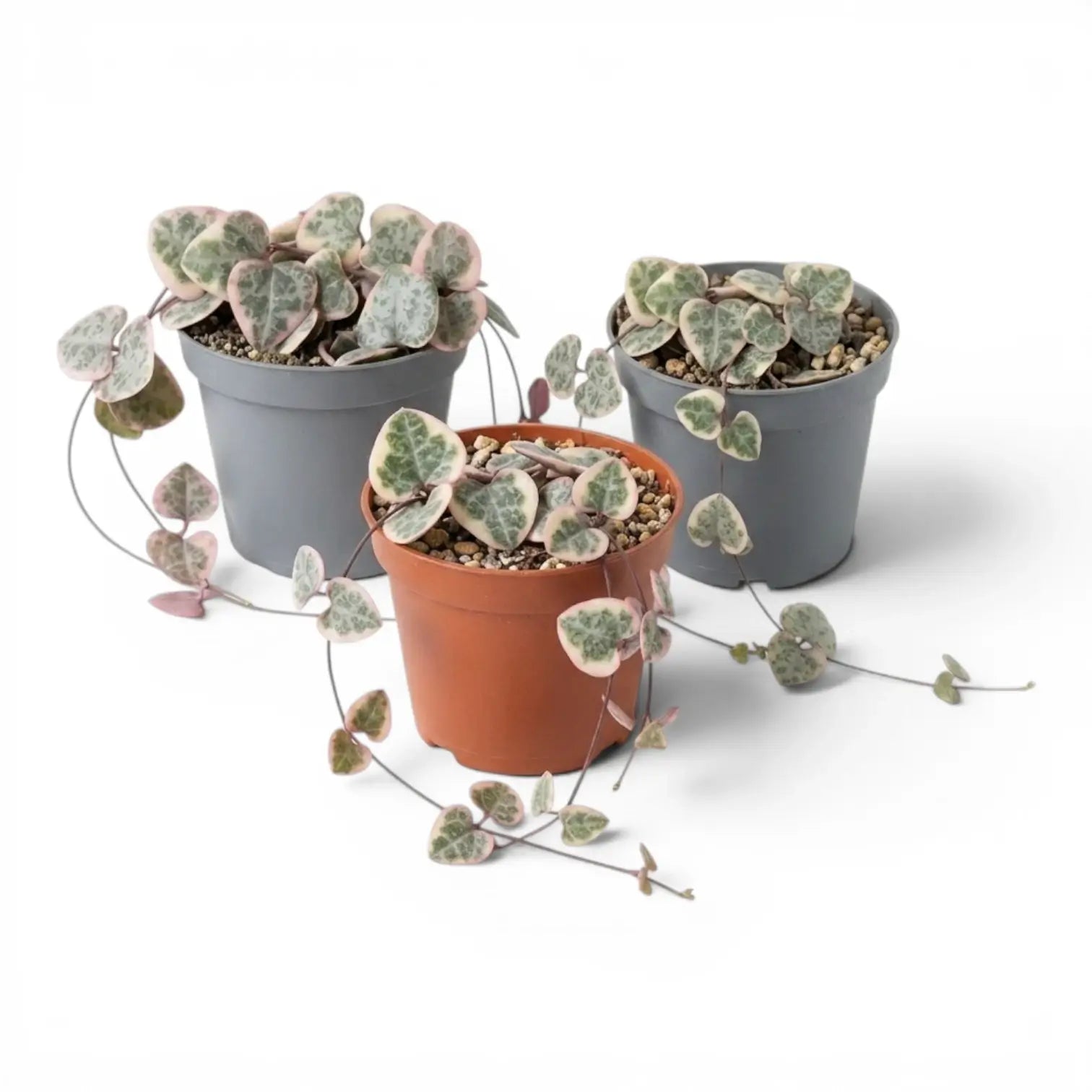 Drei Ceropegia woodii, panaschierte Leuchterblumen als Babypflanzen in Kulturtöpfen vor weißem Hintergrund.