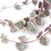 Ceropegia woodii, panaschierte Leuchterblume mit herzförmigen, panaschierten Blättern in Nahaufnahme.