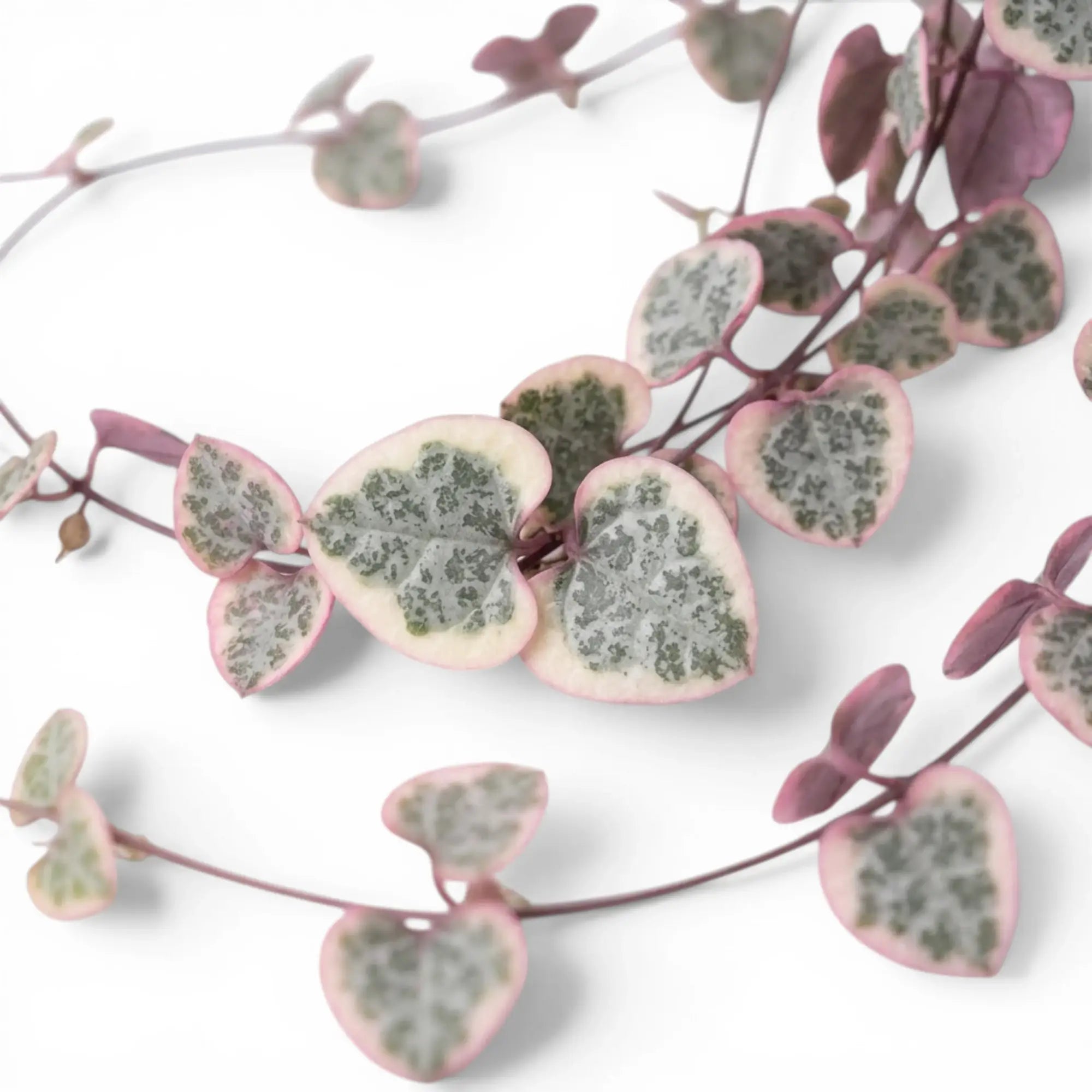 Ceropegia woodii, panaschierte Leuchterblume mit herzförmigen, panaschierten Blättern in Nahaufnahme.