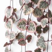 Ceropegia woodii, panaschierte Leuchterblume mit herzförmigen, panaschierten Blättern in Nahaufnahme.