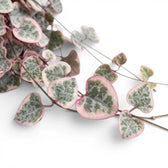 Ceropegia woodii, panaschierte Leuchterblume mit herzförmigen, panaschierten Blättern in Nahaufnahme.