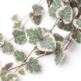 Ceropegia woodii, panaschierte Leuchterblume mit herzförmigen, panaschierten Blättern in Nahaufnahme.