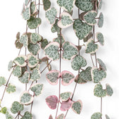 Ceropegia woodii, panaschierte Leuchterblume mit herzförmigen, panaschierten Blättern in Nahaufnahme.