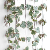 Ceropegia woodii, panaschierte Leuchterblume mit herzförmigen, panaschierten Blättern in Nahaufnahme.