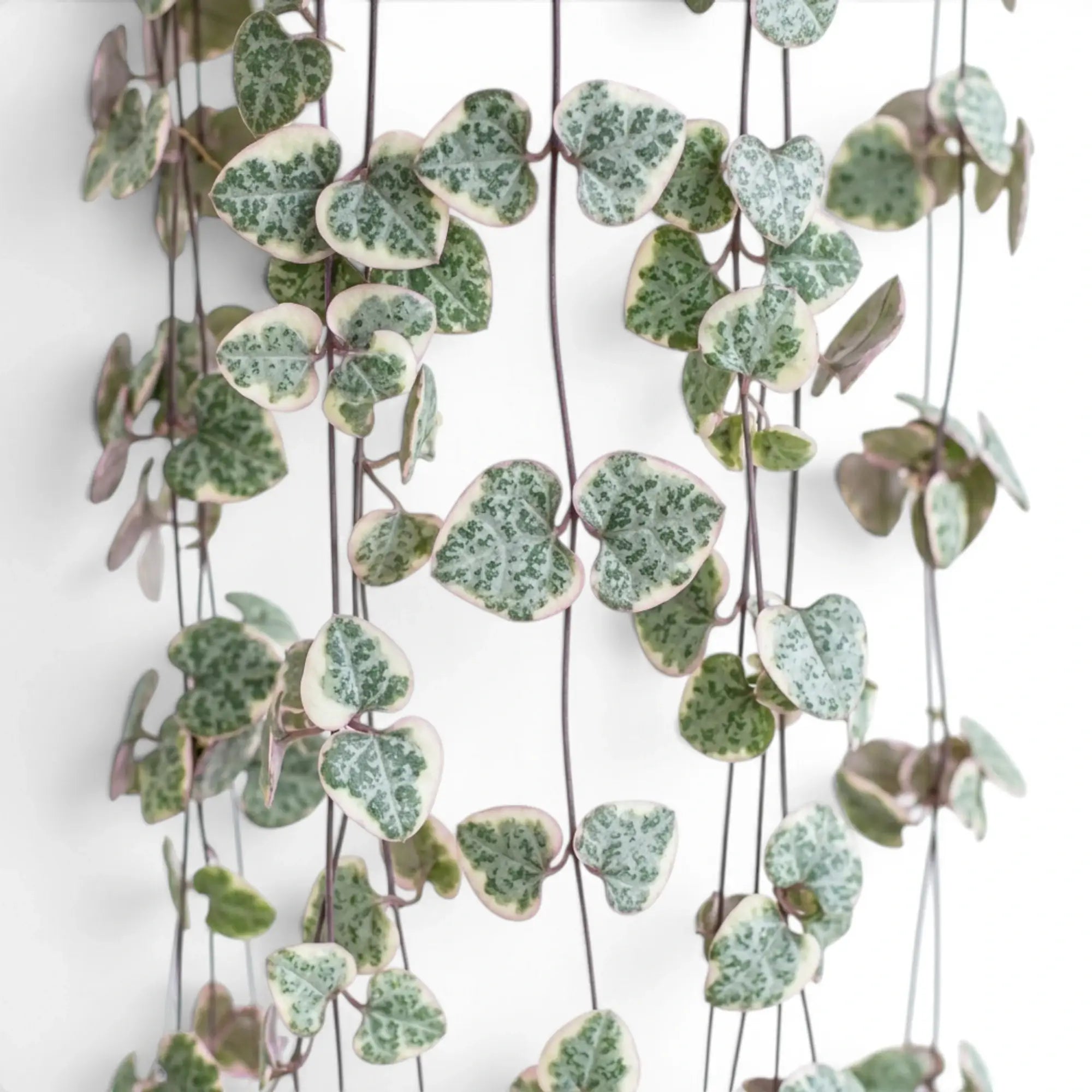 Ceropegia woodii, panaschierte Leuchterblume mit herzförmigen, panaschierten Blättern in Nahaufnahme.