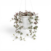 Ceropegia woodii, panaschierte Leuchterblume im Kulturtopf.