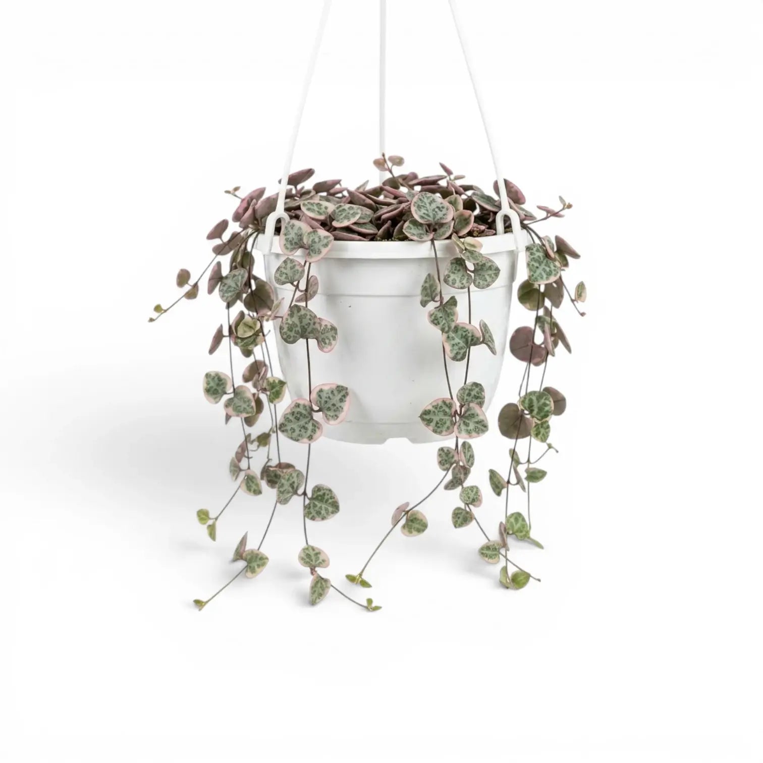 Ceropegia woodii, panaschierte Leuchterblume im Kulturtopf.
