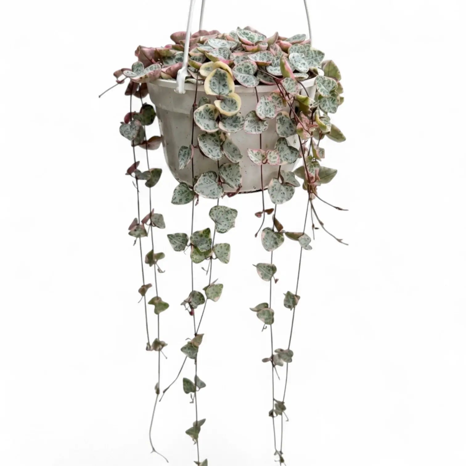 Ceropegia woodii, panaschierte Leuchterblume im Kulturtopf.