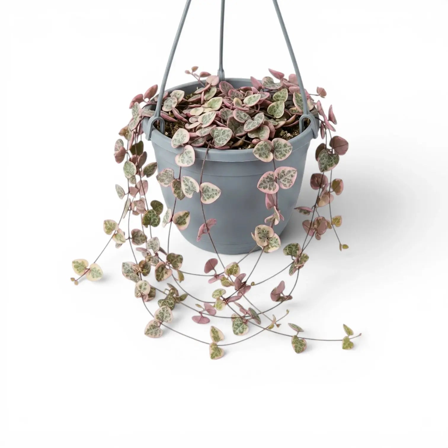 Ceropegia woodii, panaschierte Leuchterblume im Kulturtopf.