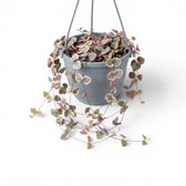 Ceropegia woodii, panaschierte Leuchterblume im Kulturtopf.