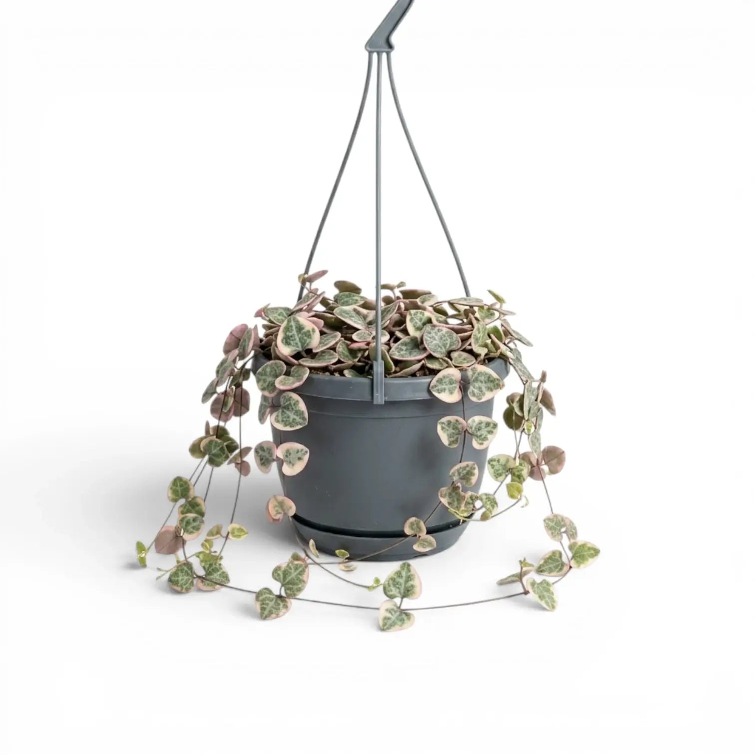 Ceropegia woodii, panaschierte Leuchterblume im Kulturtopf.