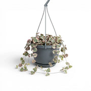 Variegated Ceropegia woodii, String of hearts plant in a nursery pot.