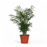 Chamaedorea elegans potted plant in nursery pot on white background.