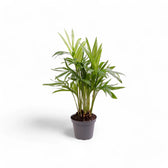 Chamaedorea elegans potted plant in nursery pot on white background.