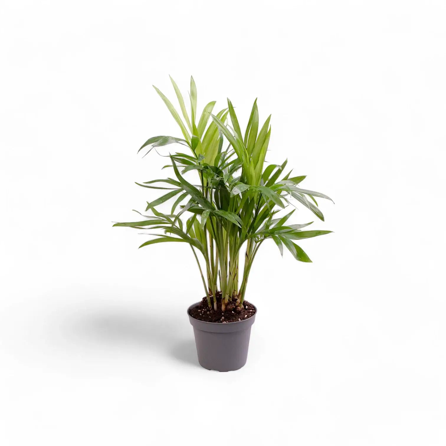 Chamaedorea elegans potted plant in nursery pot on white background.