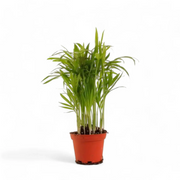 Chamaedorea elegans potted plant in nursery pot on white background.