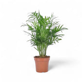 Chamaedorea elegans potted plant in nursery pot on white background.