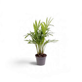 Chamaedorea elegans baby palm in a dark pot, with a fan of narrow arching leaflets