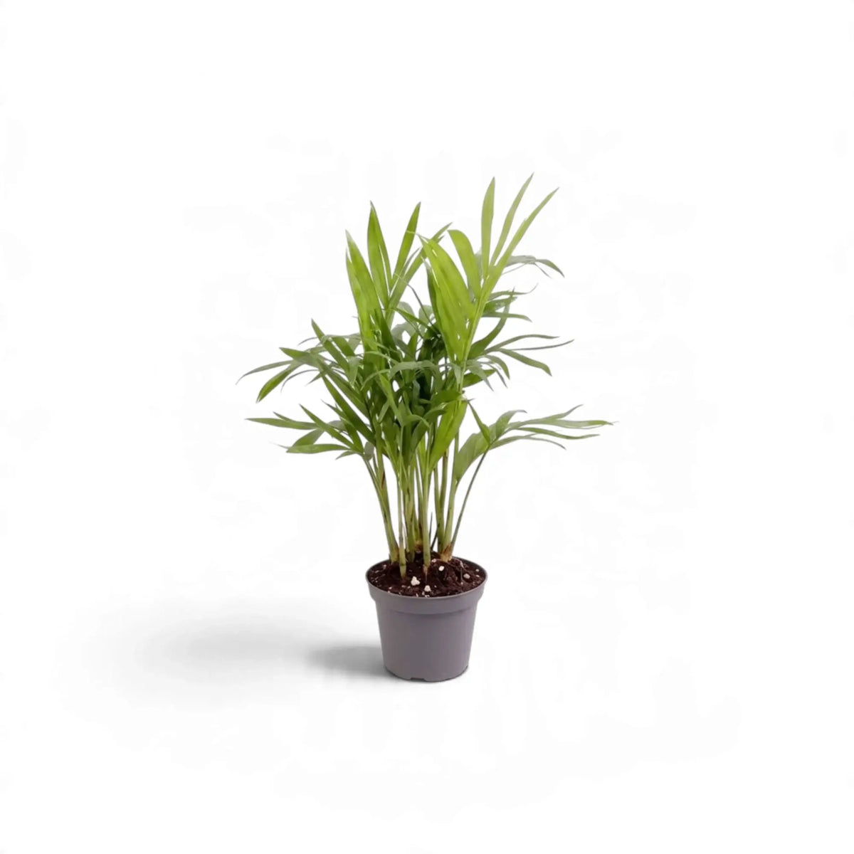 Chamaedorea elegans baby palm in a dark pot, with a fan of narrow arching leaflets