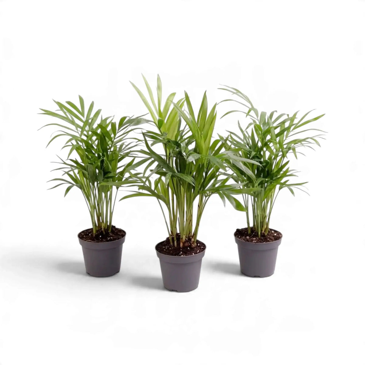 Three young Chamaedorea elegans parlour palms in dark nursery pots