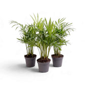 Three small Chamaedorea elegans palms arranged together, with fine green feather-like fronds