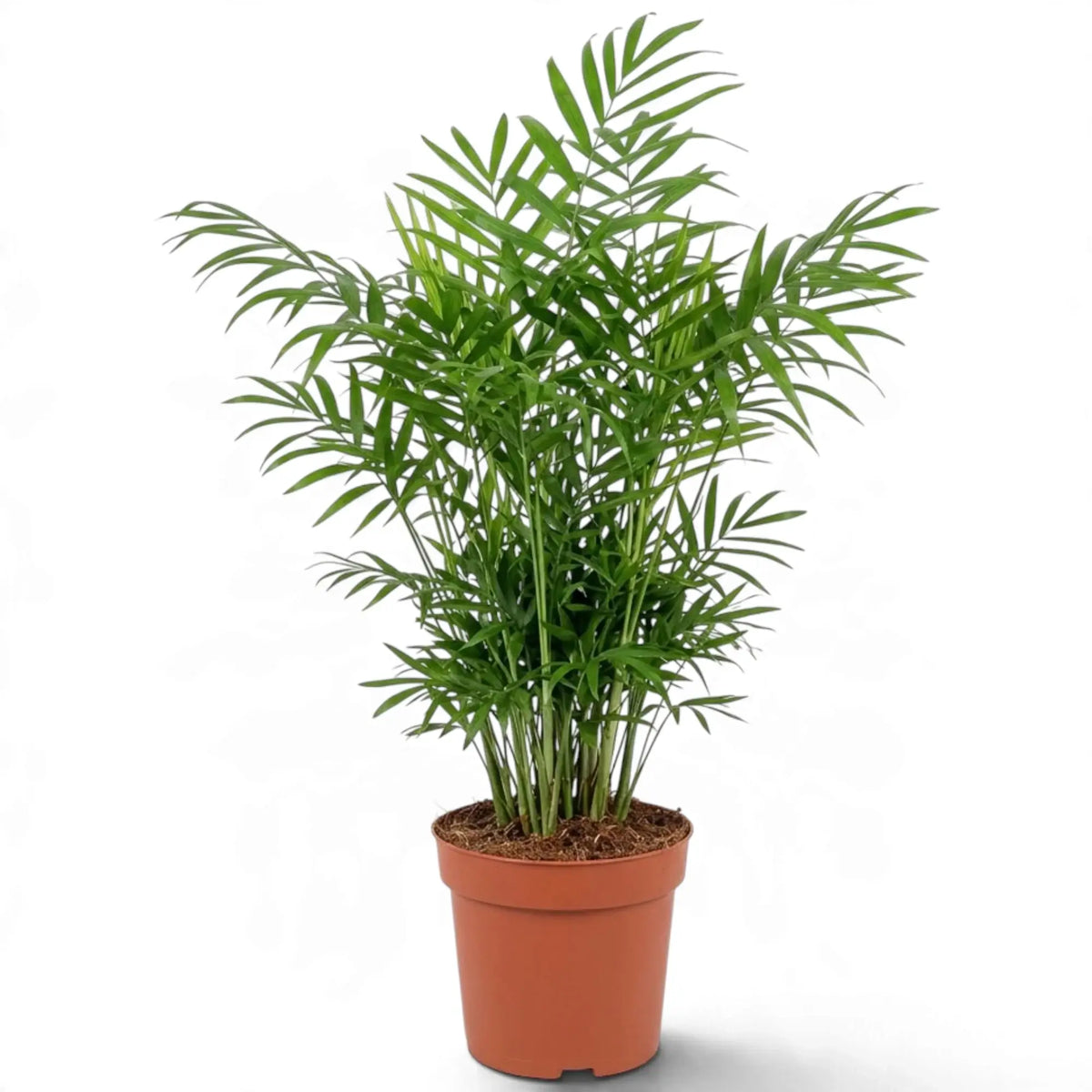 Bushy Chamaedorea elegans in a terracotta-coloured pot with tall feathery green fronds
