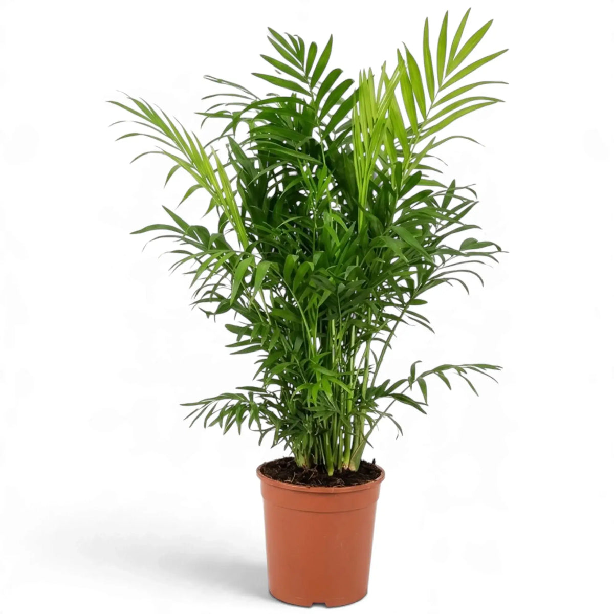 Chamaedorea elegans in an orange nursery pot with dense green fronds and pale new growth at the top