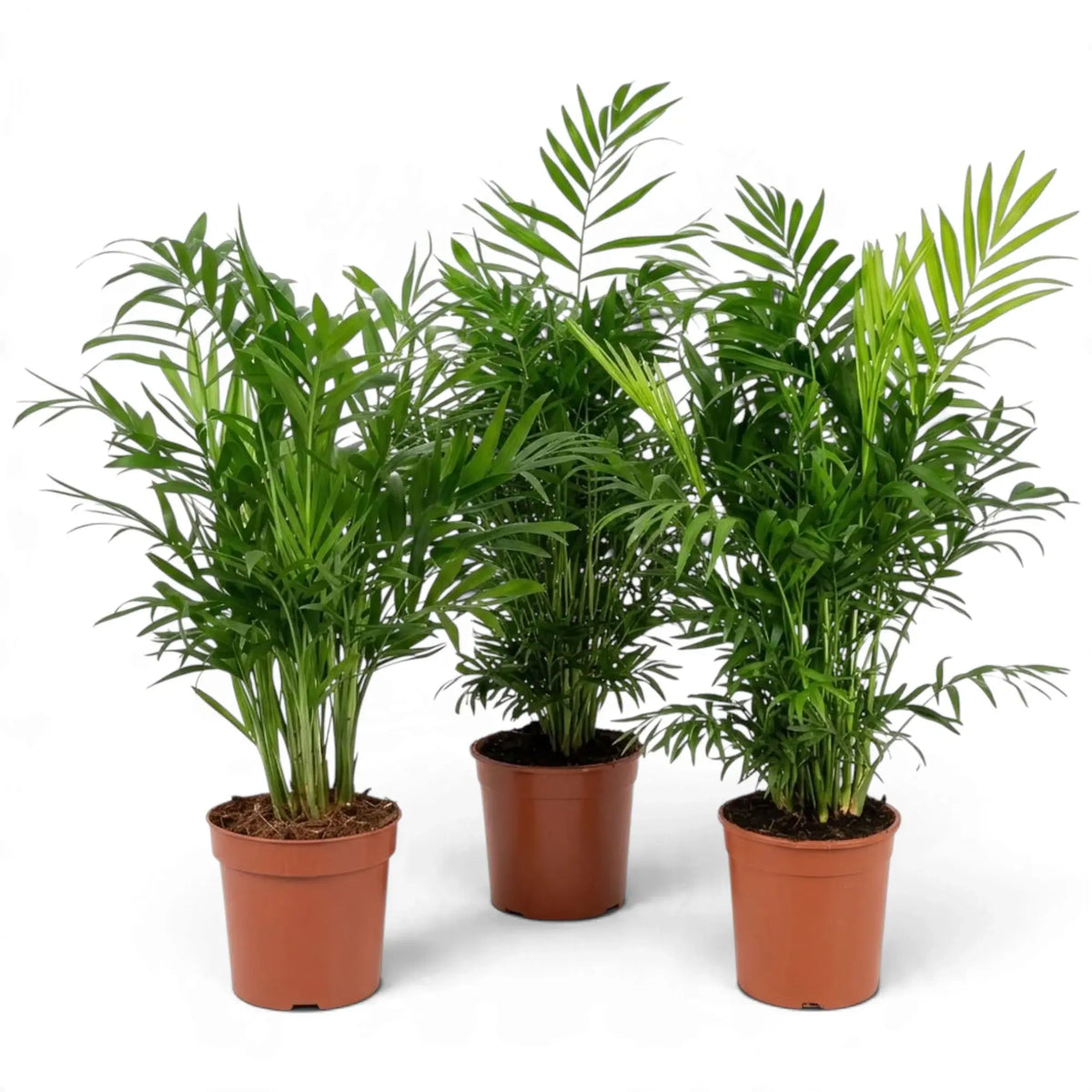 Three tall Chamaedorea elegans palms in orange nursery pots, shown side by side