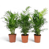 Three Chamaedorea elegans palms in a row with dense, upright clusters of feathery fronds