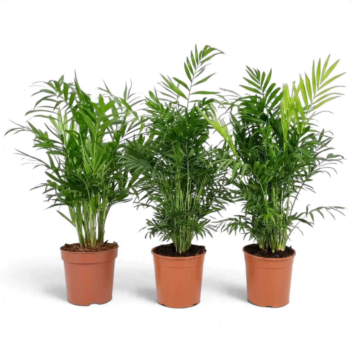 Three Chamaedorea elegans palms in a row with dense, upright clusters of feathery fronds