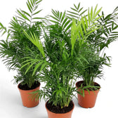 Three full Chamaedorea elegans palms grouped together with overlapping fine green fronds