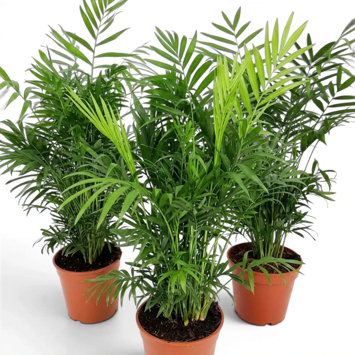 Three full Chamaedorea elegans palms grouped together with overlapping fine green fronds