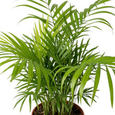 Close-up of Chamaedorea elegans palm fronds with narrow leaflets arching from slender stems