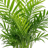 Dense Chamaedorea elegans fronds with fine green leaflets along delicate stems