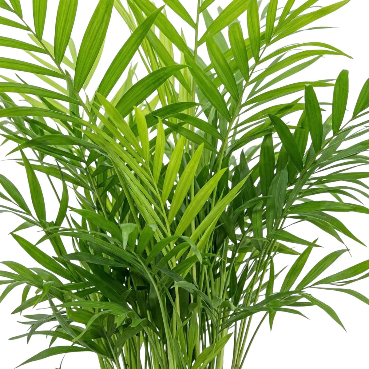 Dense Chamaedorea elegans fronds with fine green leaflets along delicate stems