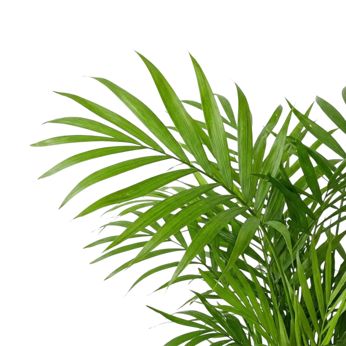 Chamaedorea elegans fronds showing long, narrow green leaflets along central ribs
