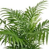 Overlapping Chamaedorea elegans fronds with feathery, bright green leaflets