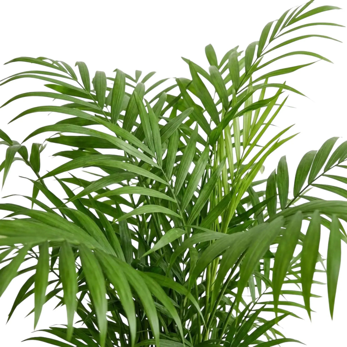 Overlapping Chamaedorea elegans fronds with feathery, bright green leaflets