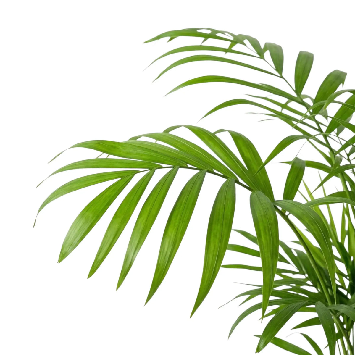 Arching Chamaedorea elegans palm frond with evenly spaced slender green leaflets