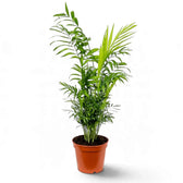 Tall Chamaedorea elegans in an orange nursery pot, with a narrow upright cluster of fronds
