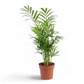 Chamaedorea elegans parlour palm in an orange nursery pot, its green fronds fanning from thin stems