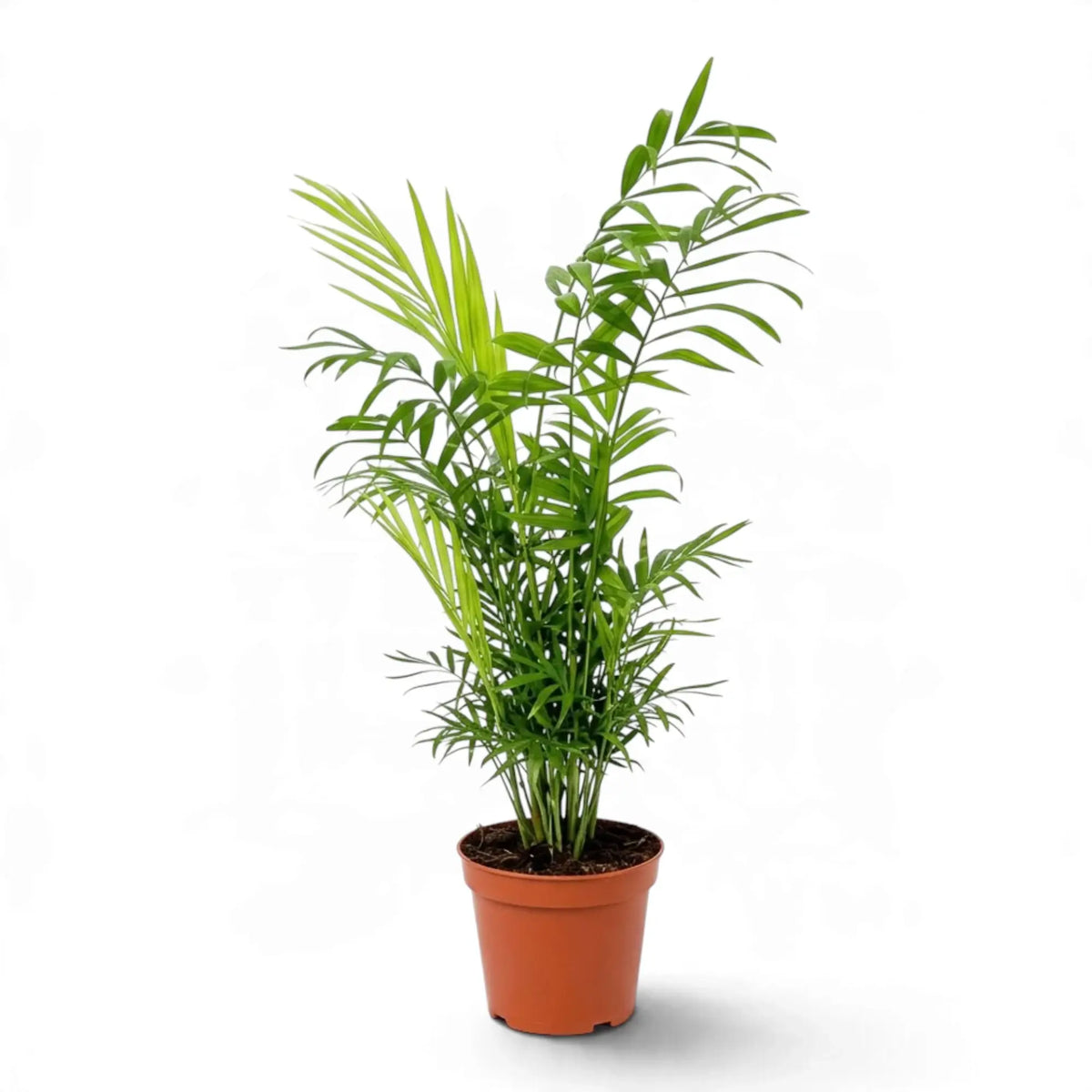 Chamaedorea elegans palm in an orange nursery pot with a slender column of arching green fronds